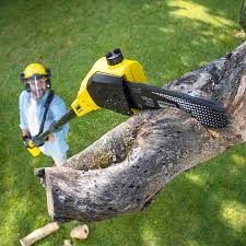 Trusted Twisp, WA Tree Services Experts