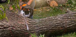 Why Choose Our Tree Removal Services in Twisp, WA?