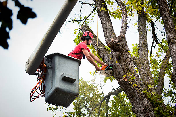 Best Tree Risk Assessment  in Twisp, WA