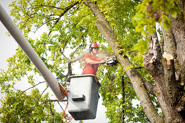 Best Tree Removal  in Twisp, WA