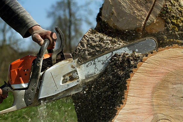 Tree and Shrub Care in Twisp, WA